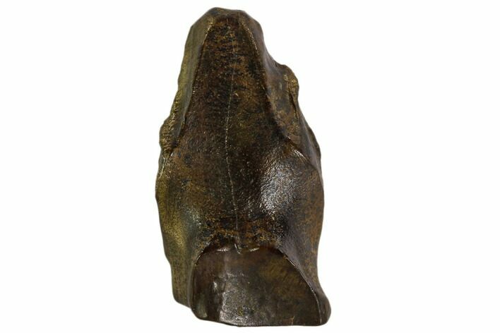 Triceratops Shed Tooth - Montana #109097